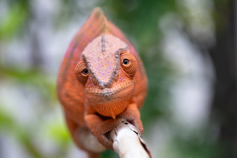 Holdbacks/Individuals: RTB Ambanja offspring from "Meet Me at Midnight" x "Chika Fujiwara" - Hatched Sept/Oct 2024 - Female #6