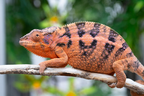 Holdbacks/Individuals: RTB Ambanja offspring from "Meet Me at Midnight" x "Chika Fujiwara" - Hatched Sept/Oct 2024 - Female #6
