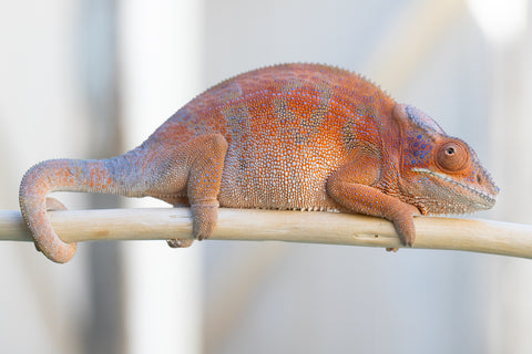 Holdbacks/Individuals: RTB Ambanja offspring from "Meet Me at Midnight" x "Chika Fujiwara" - Hatched Sept/Oct 2024 - Female #6
