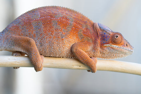 Holdbacks/Individuals: RTB Ambanja offspring from "Meet Me at Midnight" x "Chika Fujiwara" - Hatched Sept/Oct 2024 - Female #6