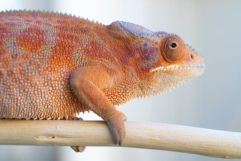 Holdbacks/Individuals: RTB Ambanja offspring from "Meet Me at Midnight" x "Chika Fujiwara" - Hatched Sept/Oct 2024 - Female #6