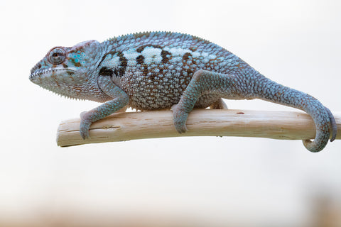 Holdbacks/Individuals: Ambanja offspring from "Meet Me at Midnight" x "Chika Fujiwara" - Hatched Sept/Oct 2024 - Female #4