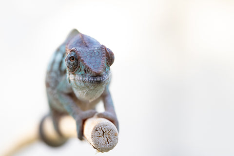 Holdbacks/Individuals: Ambanja offspring from "Meet Me at Midnight" x "Chika Fujiwara" - Hatched Sept/Oct 2024 - Female #4