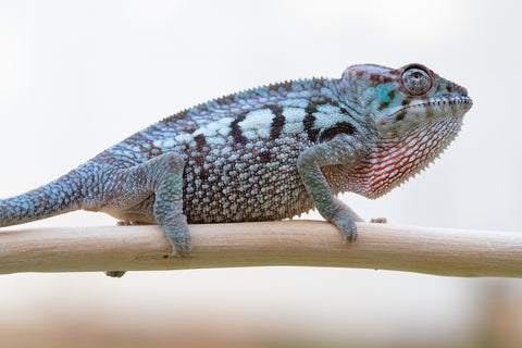 Holdbacks/Individuals: Ambanja offspring from "Meet Me at Midnight" x "Chika Fujiwara" - Hatched Sept/Oct 2024 - Female #4