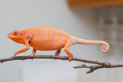 Holdbacks/Individuals: Ambanja Offspring from "Meet Me at Midnight" x "Chika Fujiwara" - Hatched: Dec 2024 - Female #1