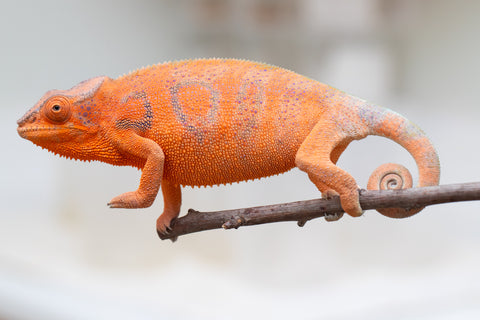 Holdbacks/Individuals: Ambanja Offspring from "Meet Me at Midnight" x "Chika Fujiwara" - Hatched: Dec 2024 - Female #1