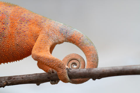 Holdbacks/Individuals: Ambanja Offspring from "Meet Me at Midnight" x "Chika Fujiwara" - Hatched: Dec 2024 - Female #1