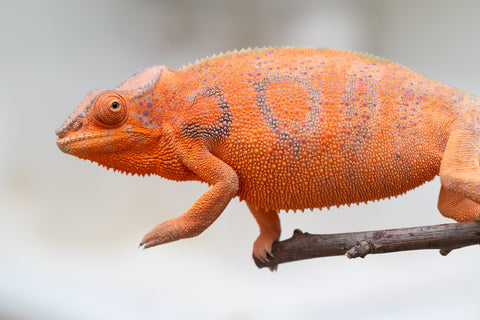 Holdbacks/Individuals: Ambanja Offspring from "Meet Me at Midnight" x "Chika Fujiwara" - Hatched: Dec 2024 - Female #1