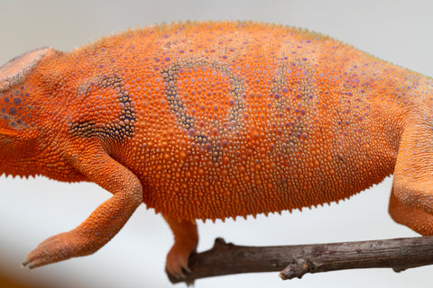 Holdbacks/Individuals: Ambanja Offspring from "Meet Me at Midnight" x "Chika Fujiwara" - Hatched: Dec 2024 - Female #1