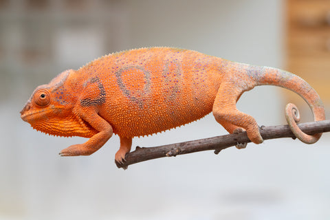 Holdbacks/Individuals: Ambanja Offspring from "Meet Me at Midnight" x "Chika Fujiwara" - Hatched: Dec 2024 - Female #1