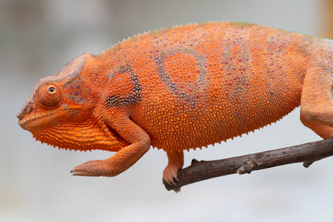 Holdbacks/Individuals: Ambanja Offspring from "Meet Me at Midnight" x "Chika Fujiwara" - Hatched: Dec 2024 - Female #1