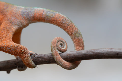Holdbacks/Individuals: Ambanja Offspring from "Meet Me at Midnight" x "Chika Fujiwara" - Hatched: Dec 2024 - Female #1