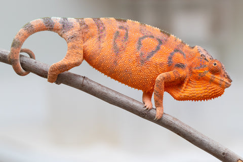 Holdbacks/Individuals: Ambanja Offspring from "Meet Me at Midnight" x "Chika Fujiwara" - Hatched: Dec 2024 - Female #1