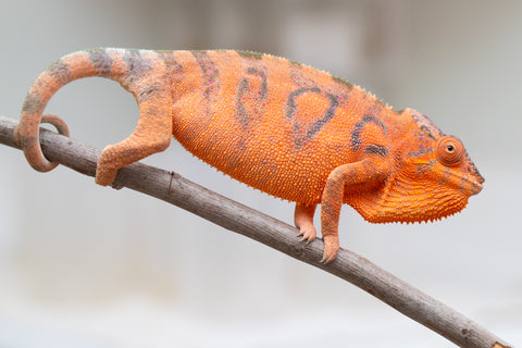 Holdbacks/Individuals: Ambanja Offspring from "Meet Me at Midnight" x "Chika Fujiwara" - Hatched: Dec 2024 - Female #1
