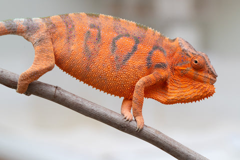 Holdbacks/Individuals: Ambanja Offspring from "Meet Me at Midnight" x "Chika Fujiwara" - Hatched: Dec 2024 - Female #1