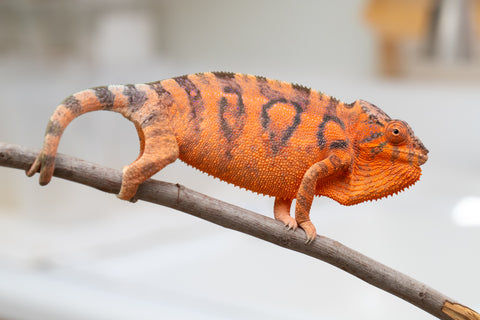 Holdbacks/Individuals: Ambanja Offspring from "Meet Me at Midnight" x "Chika Fujiwara" - Hatched: Dec 2024 - Female #1