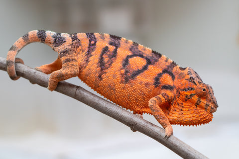 Holdbacks/Individuals: Ambanja Offspring from "Meet Me at Midnight" x "Chika Fujiwara" - Hatched: Dec 2024 - Female #1