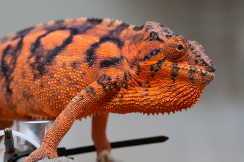 Holdbacks/Individuals: Ambanja Offspring from "Meet Me at Midnight" x "Chika Fujiwara" - Hatched: Dec 2024 - Female #1