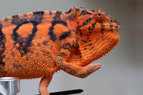 Holdbacks/Individuals: Ambanja Offspring from "Meet Me at Midnight" x "Chika Fujiwara" - Hatched: Dec 2024 - Female #1