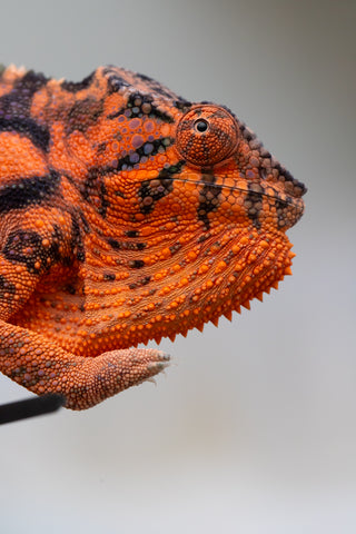 Holdbacks/Individuals: Ambanja Offspring from "Meet Me at Midnight" x "Chika Fujiwara" - Hatched: Dec 2024 - Female #1