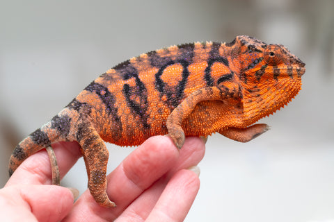 Holdbacks/Individuals: Ambanja Offspring from "Meet Me at Midnight" x "Chika Fujiwara" - Hatched: Dec 2024 - Female #1