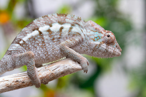 Holdbacks/Individuals: Ambanja offspring from "Meet Me at Midnight" x "Small Fry" - Hatched: Feb 25' - Female #1