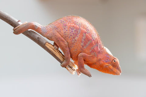 Holdbacks/Individuals: Ambanja offspring from "Meet Me at Midnight" x "Small Fry" - Hatched: Feb 25' - Female #2