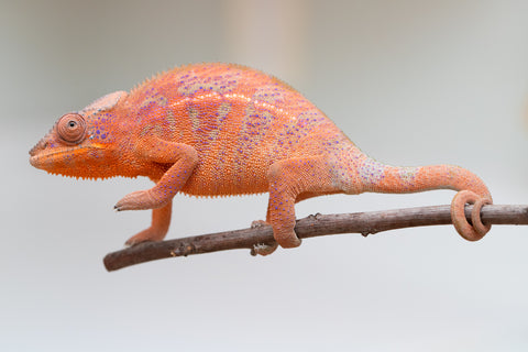 Holdbacks/Individuals: Ambanja offspring from "Meet Me at Midnight" x "Small Fry" - Hatched: Feb 25' - Female #2