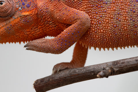 Holdbacks/Individuals: Ambanja offspring from "Meet Me at Midnight" x "Small Fry" - Hatched: Feb 25' - Female #2