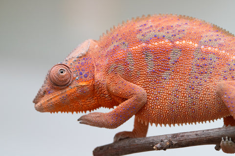 Holdbacks/Individuals: Ambanja offspring from "Meet Me at Midnight" x "Small Fry" - Hatched: Feb 25' - Female #2
