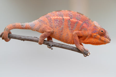 Holdbacks/Individuals: Ambanja offspring from "Meet Me at Midnight" x "Small Fry" - Hatched: Feb 25' - Female #2