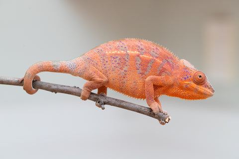 Holdbacks/Individuals: Ambanja offspring from "Meet Me at Midnight" x "Small Fry" - Hatched: Feb 25' - Female #2
