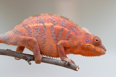 Holdbacks/Individuals: Ambanja offspring from "Meet Me at Midnight" x "Small Fry" - Hatched: Feb 25' - Female #2