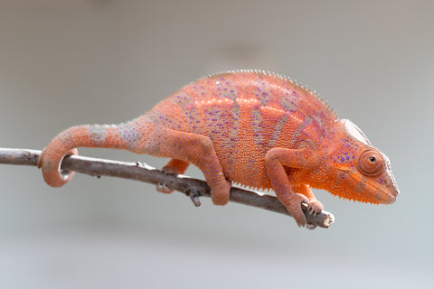 Holdbacks/Individuals: Ambanja offspring from "Meet Me at Midnight" x "Small Fry" - Hatched: Feb 25' - Female #2