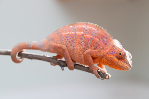 Holdbacks/Individuals: Ambanja offspring from "Meet Me at Midnight" x "Small Fry" - Hatched: Feb 25' - Female #2