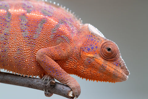 Holdbacks/Individuals: Ambanja offspring from "Meet Me at Midnight" x "Small Fry" - Hatched: Feb 25' - Female #2
