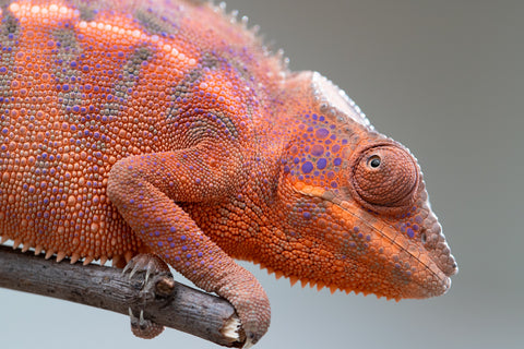 Holdbacks/Individuals: Ambanja offspring from "Meet Me at Midnight" x "Small Fry" - Hatched: Feb 25' - Female #2