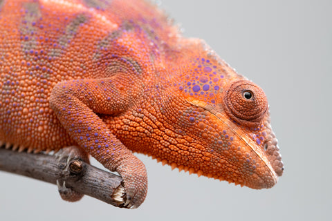 Holdbacks/Individuals: Ambanja offspring from "Meet Me at Midnight" x "Small Fry" - Hatched: Feb 25' - Female #2