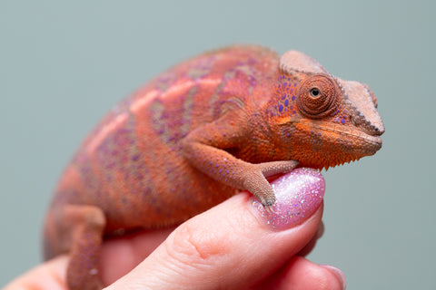 Holdbacks/Individuals: Ambanja offspring from "Meet Me at Midnight" x "Small Fry" - Hatched: Feb 25' - Female #2