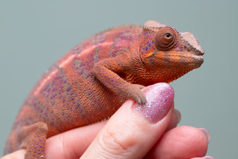 Holdbacks/Individuals: Ambanja offspring from "Meet Me at Midnight" x "Small Fry" - Hatched: Feb 25' - Female #2