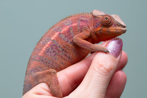 Holdbacks/Individuals: Ambanja offspring from "Meet Me at Midnight" x "Small Fry" - Hatched: Feb 25' - Female #2