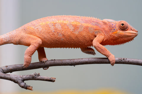 Holdbacks/Individuals: Ambanja offspring from "Meet Me at Midnight" x "Small Fry" - Hatched: Feb 25' - Female #4