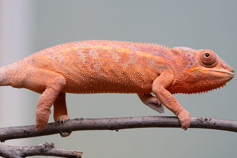 Holdbacks/Individuals: Ambanja offspring from "Meet Me at Midnight" x "Small Fry" - Hatched: Feb 25' - Female #4