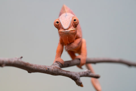 Holdbacks/Individuals: Ambanja offspring from "Meet Me at Midnight" x "Small Fry" - Hatched: Feb 25' - Female #4