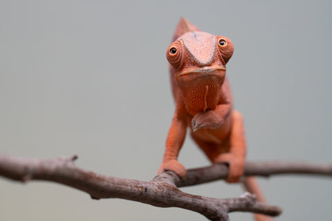 Holdbacks/Individuals: Ambanja offspring from "Meet Me at Midnight" x "Small Fry" - Hatched: Feb 25' - Female #4