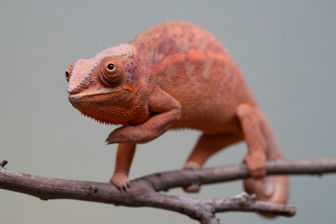 Holdbacks/Individuals: Ambanja offspring from "Meet Me at Midnight" x "Small Fry" - Hatched: Feb 25' - Female #4