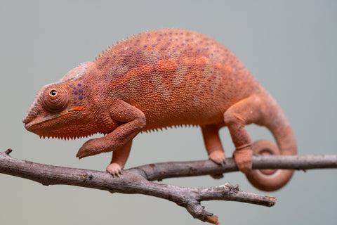 Holdbacks/Individuals: Ambanja offspring from "Meet Me at Midnight" x "Small Fry" - Hatched: Feb 25' - Female #4