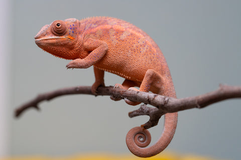 Holdbacks/Individuals: Ambanja offspring from "Meet Me at Midnight" x "Small Fry" - Hatched: Feb 25' - Female #4