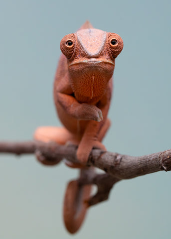 Holdbacks/Individuals: Ambanja offspring from "Meet Me at Midnight" x "Small Fry" - Hatched: Feb 25' - Female #4