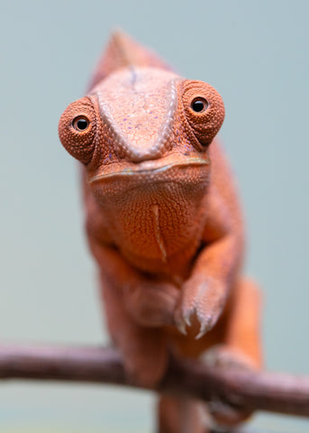 Holdbacks/Individuals: Ambanja offspring from "Meet Me at Midnight" x "Small Fry" - Hatched: Feb 25' - Female #4